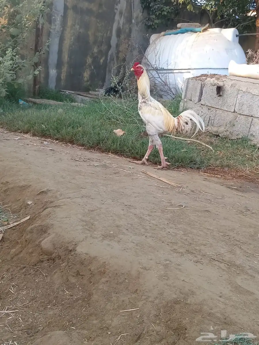 ديك باكستاني 1