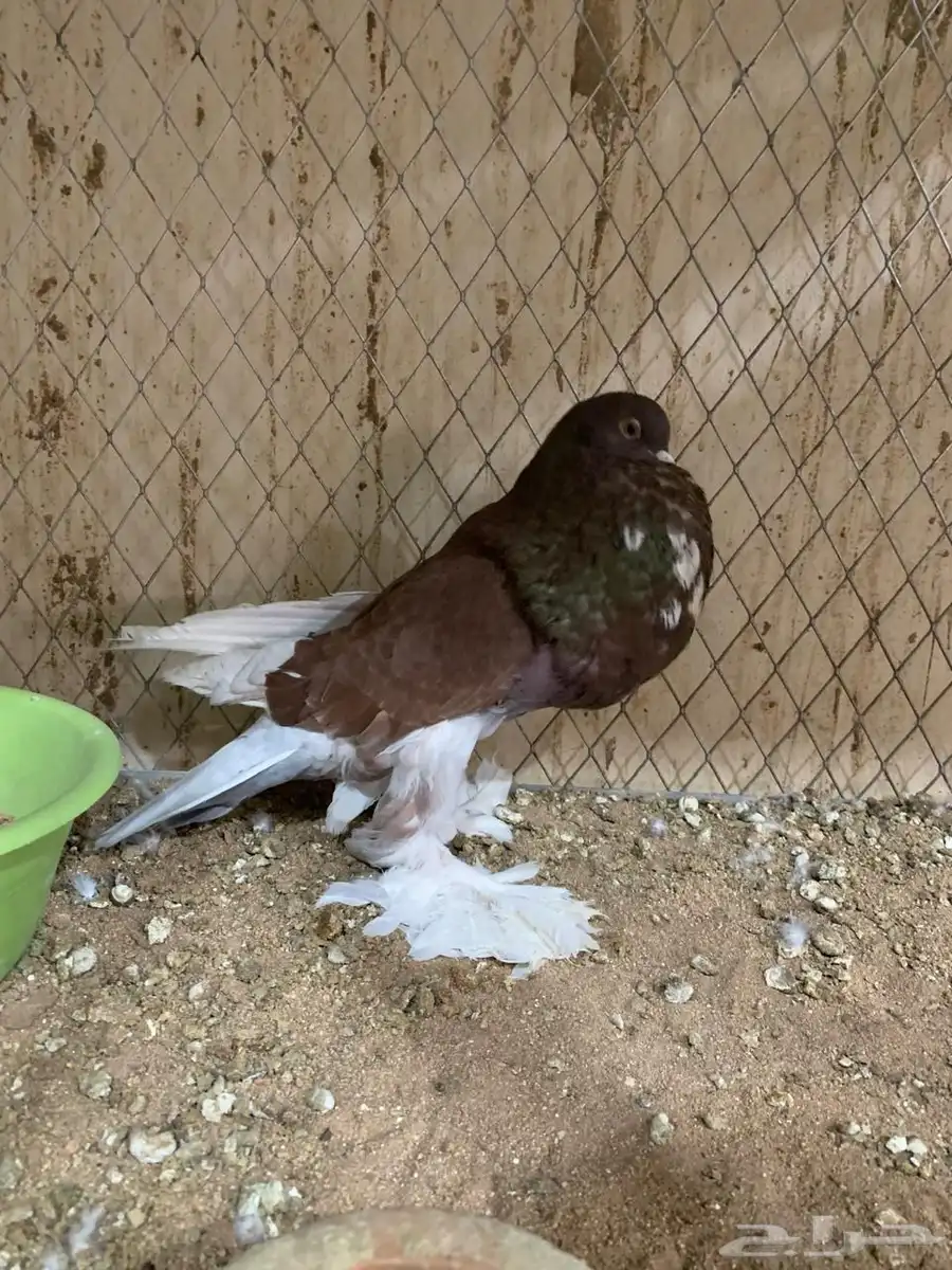 للبيع ذكور نفاخ 6