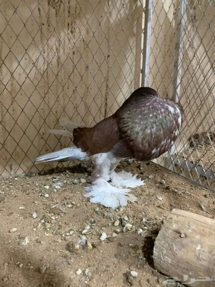 للبيع ذكور نفاخ 7