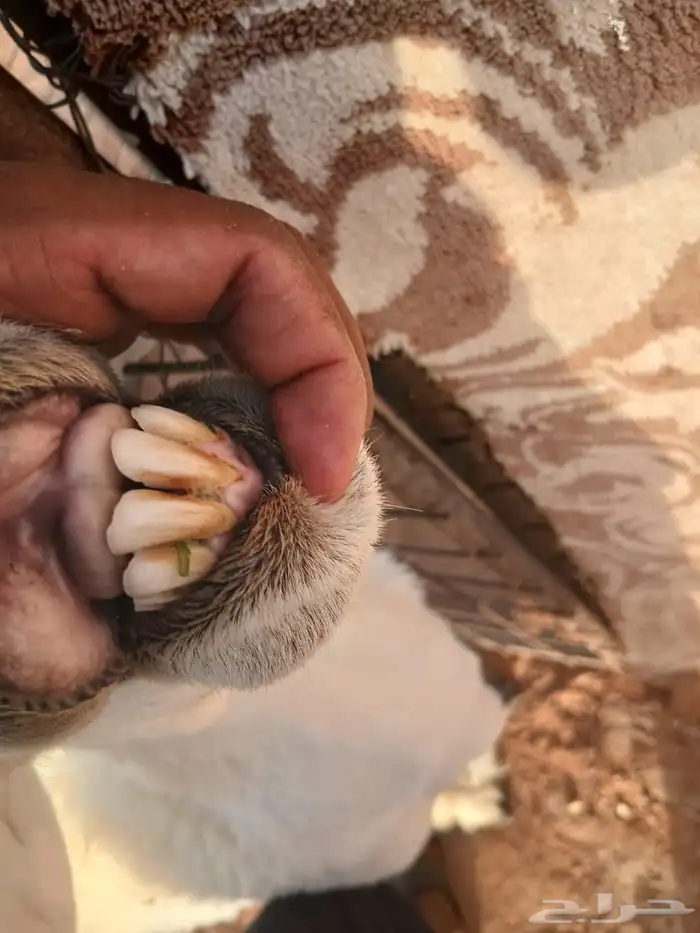 تم البيع شاة حرية حرشاء صنف متاوم برخلين. 4