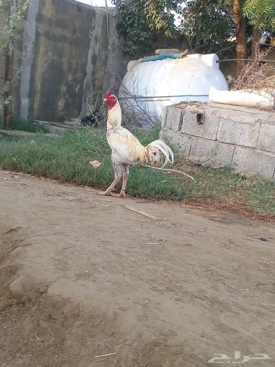 ديك باكستاني 2