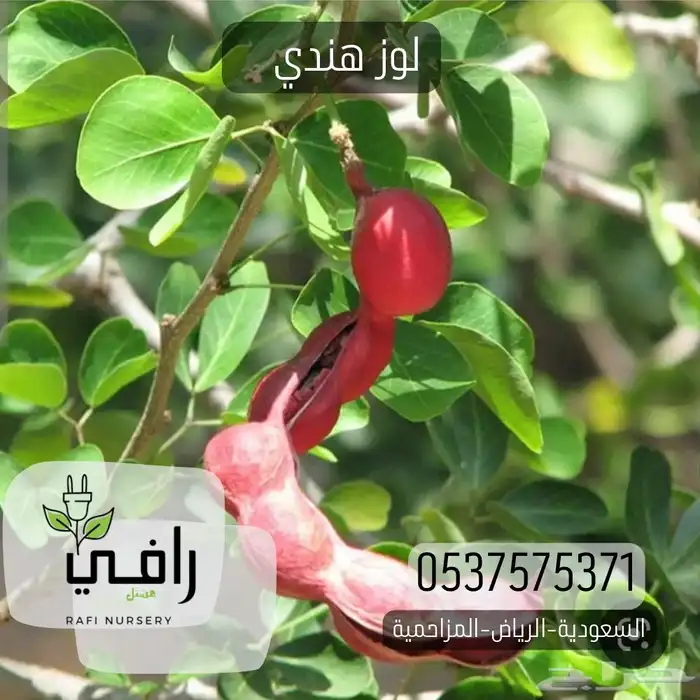 شتلات اللوز الهندي 0