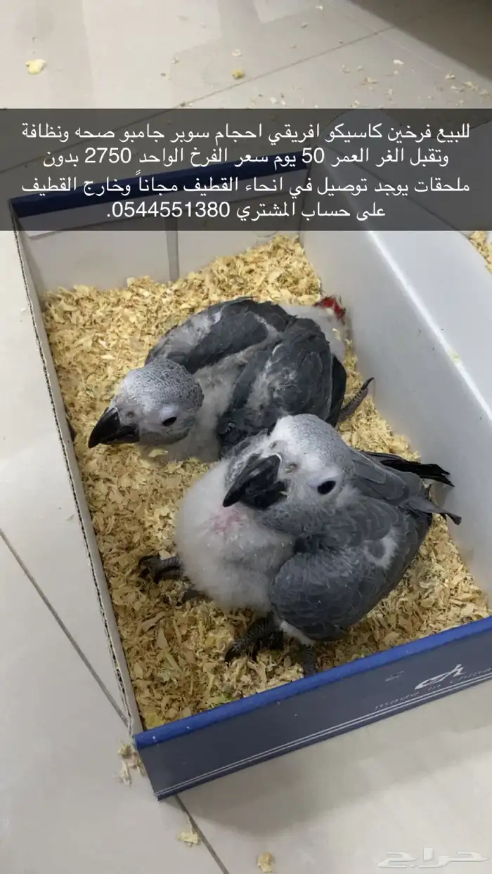 فروخ كاسيكو 0