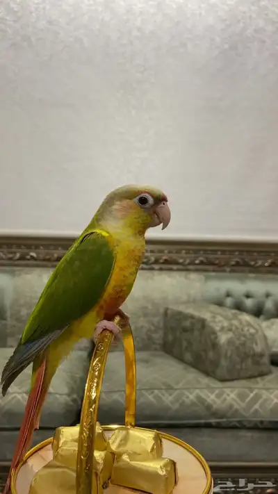 طير الكنيور أليف جدا 1