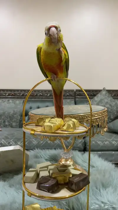 طير الكنيور أليف جدا 0