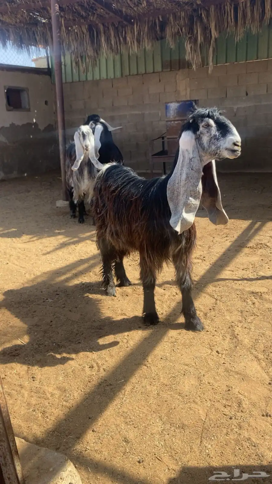 تم البيع 0