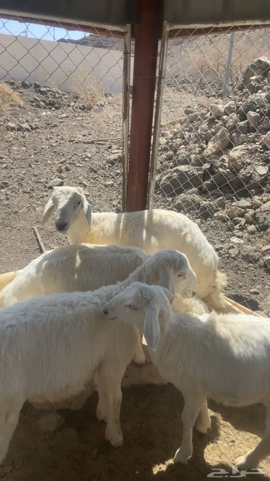 غنم 2