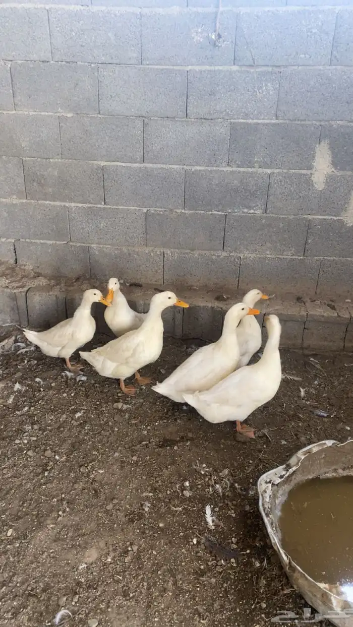 بط للبيع يلجرشي تم البيع 0