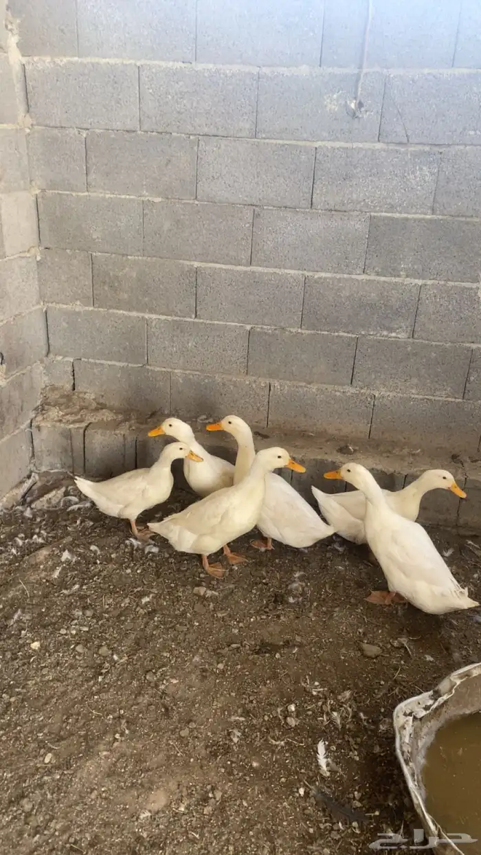 بط للبيع يلجرشي تم البيع 1