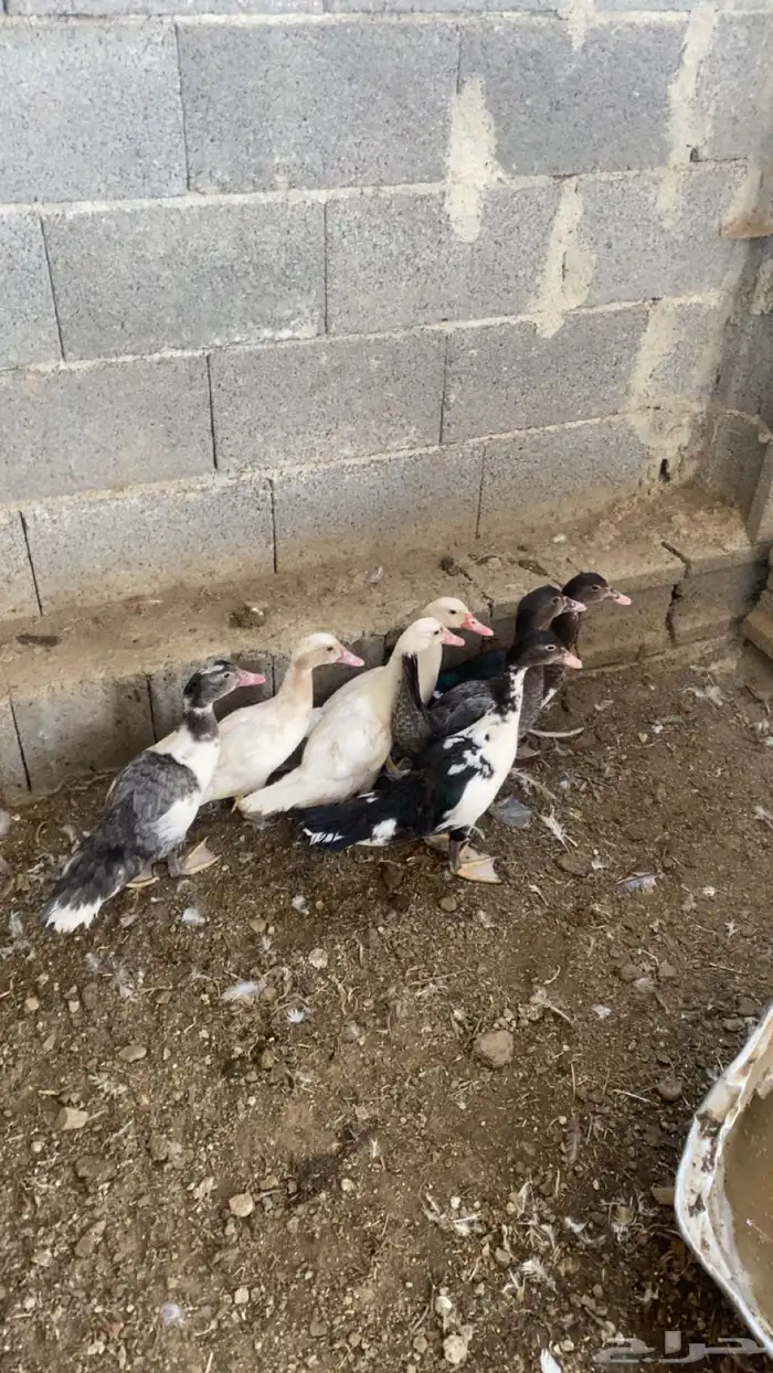 بط بلدي صغار 1