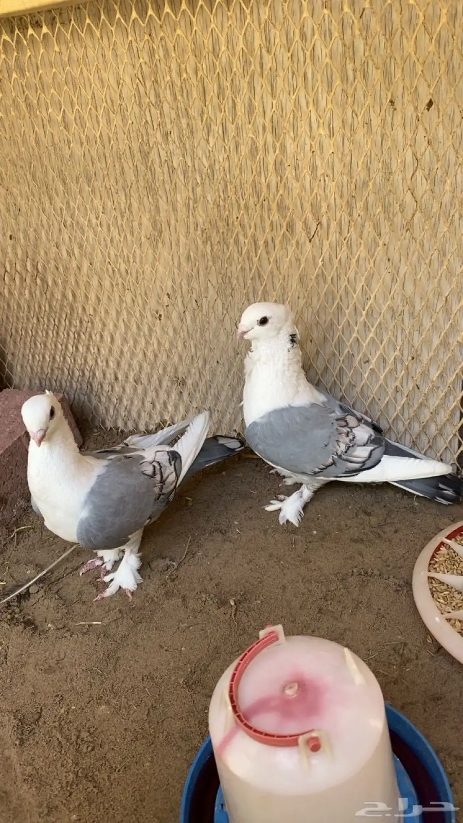 حمام حب الرمان 0