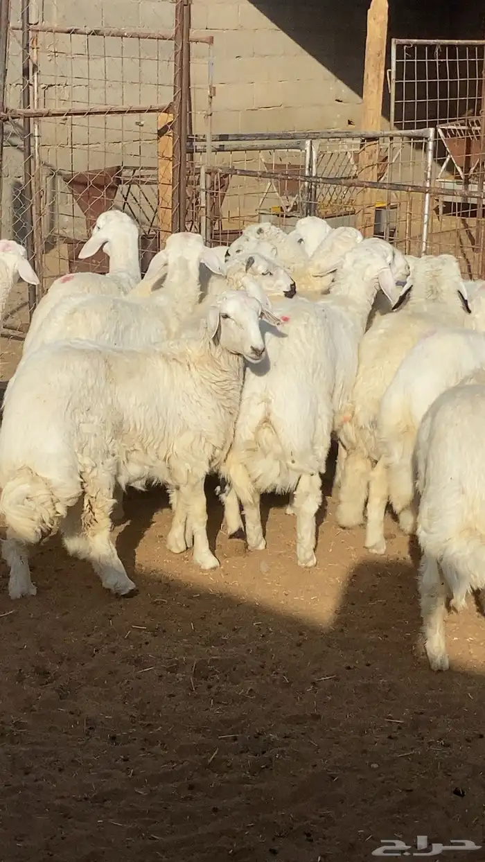 خرفان فل شحم وتيوس ( يوجد خدمة سلخ وتوصيل على الطلب) 2