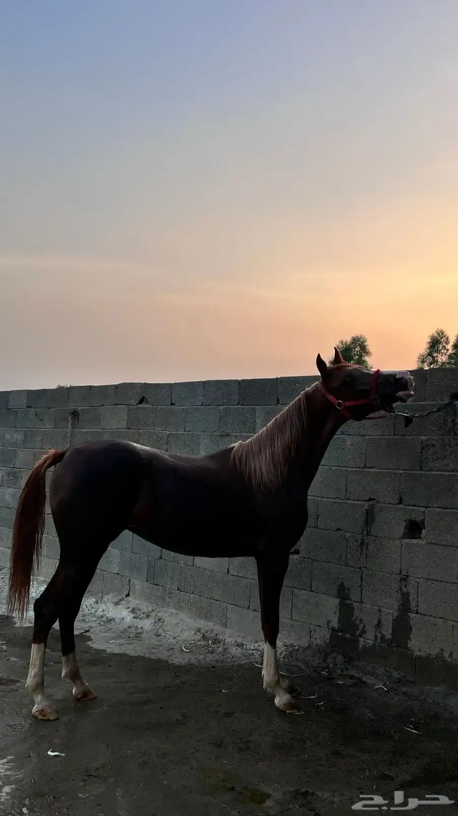 مهره مكس 2