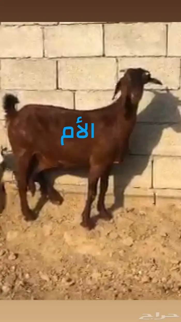 تيس ادهم مشروع فحل( تم البيع ) 4