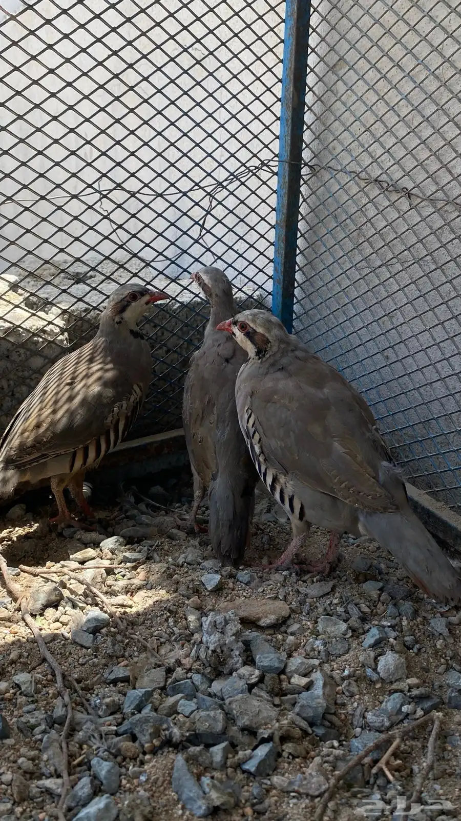 شنير 2