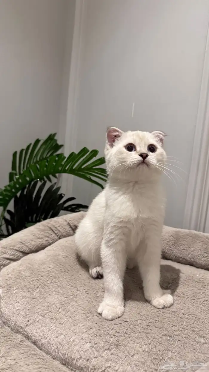 ذكر سكوتش فولد 2