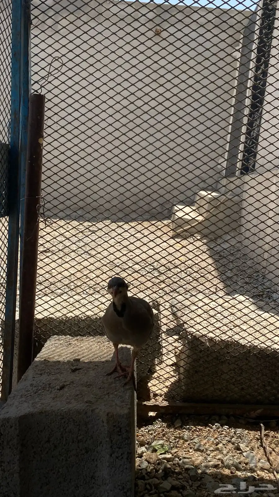 شنير 0