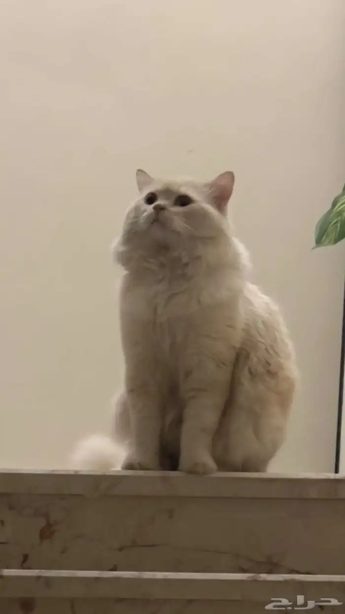 قطط لتبني فقط 4