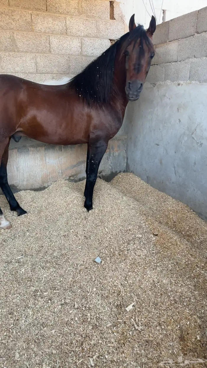 ايواء خيل وعنايه تامه وهتمام بصحة الخيل 1