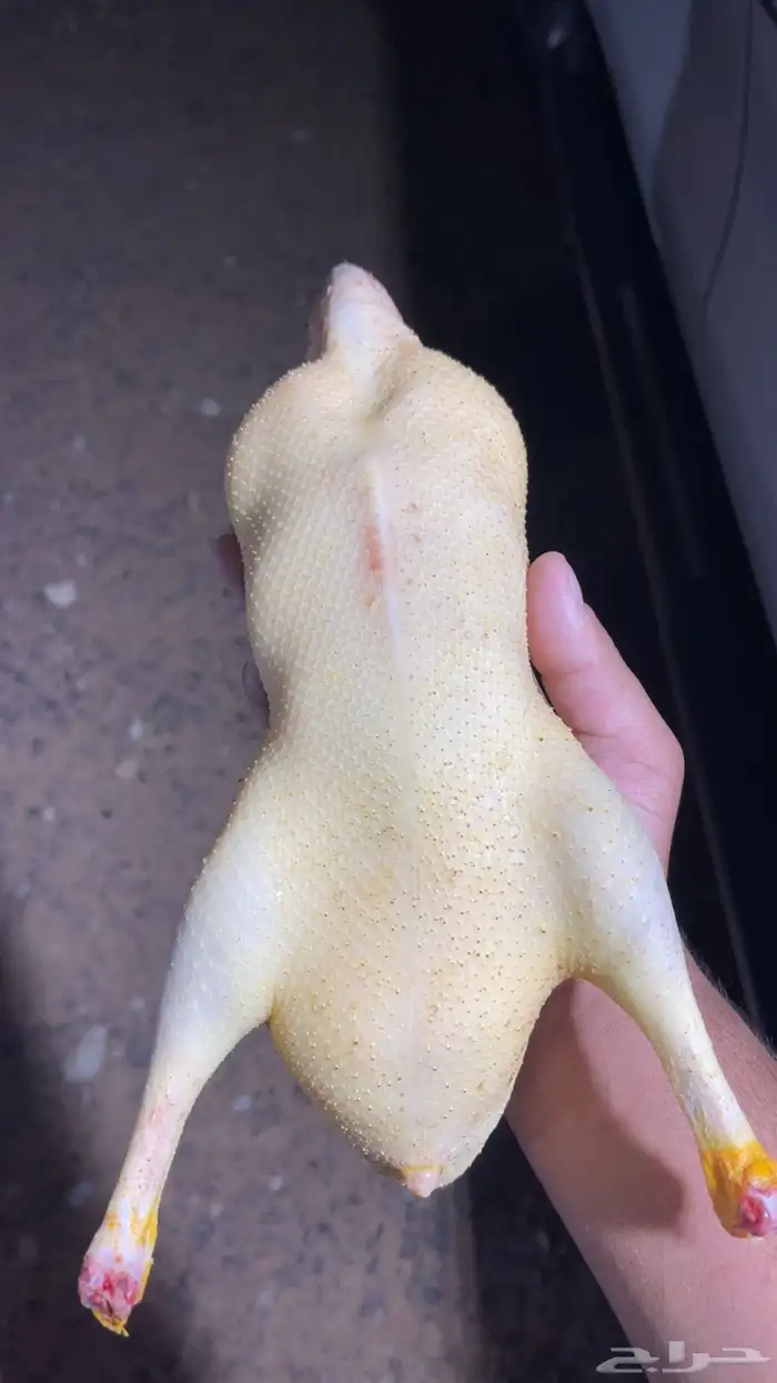 بط بكيني ع 30 2