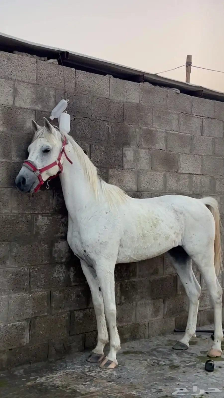 خيل فحل 1