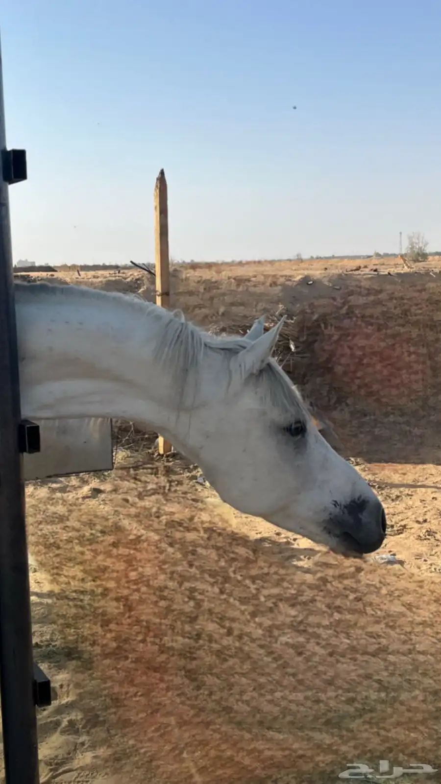 خيل فحل 3