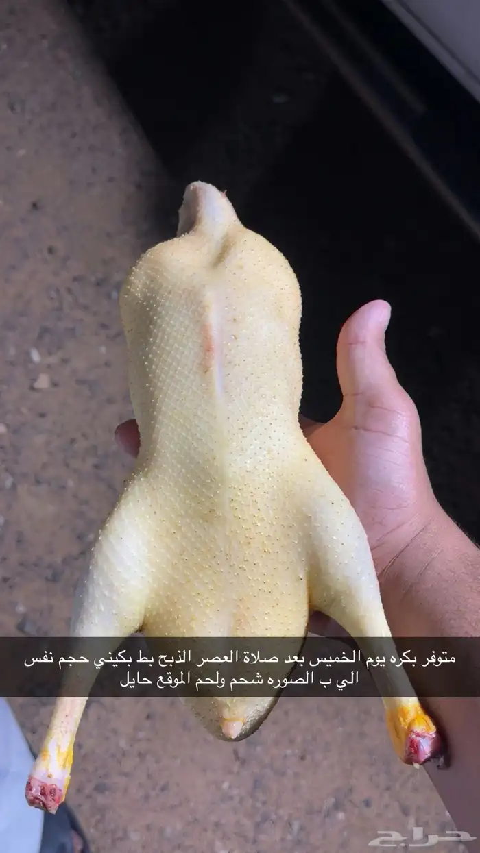 بط بكيني ع 30 0