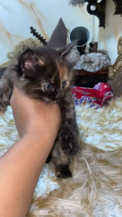 البيع قطه سيرازي العمر شهر و نص 0