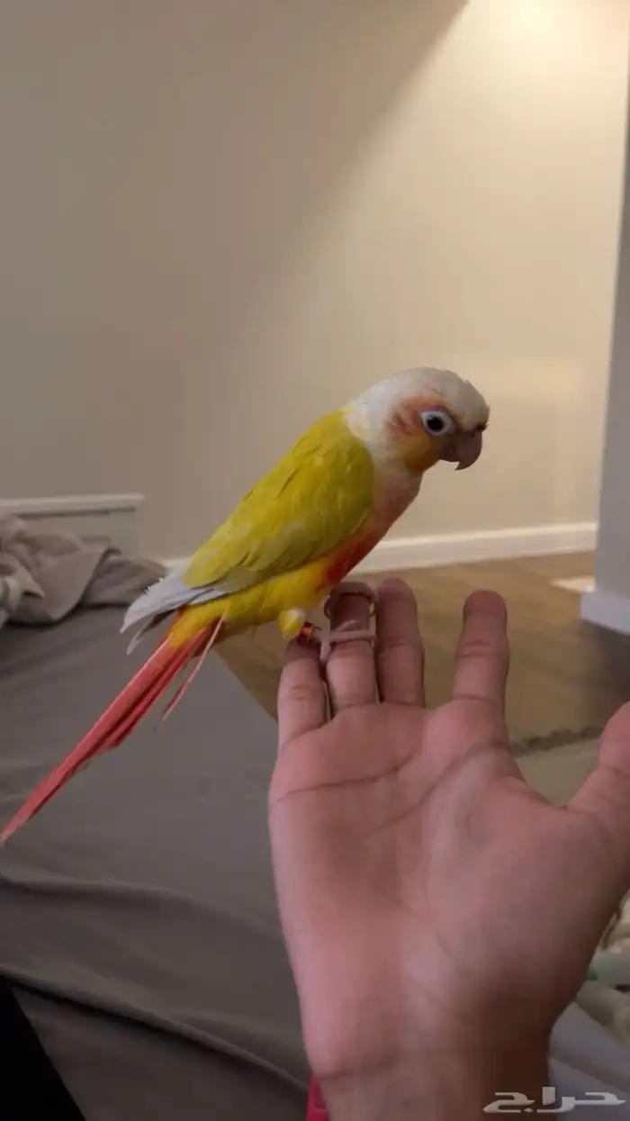 كنيور صن شيك تم البيع 0