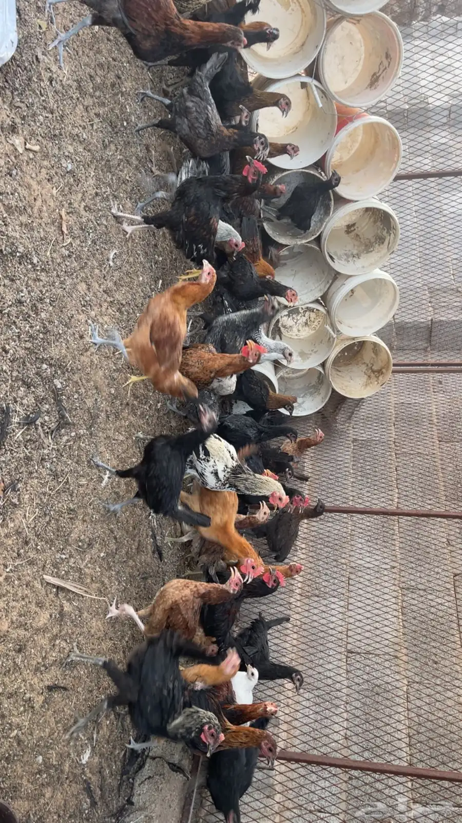 دجاج بلدي 3