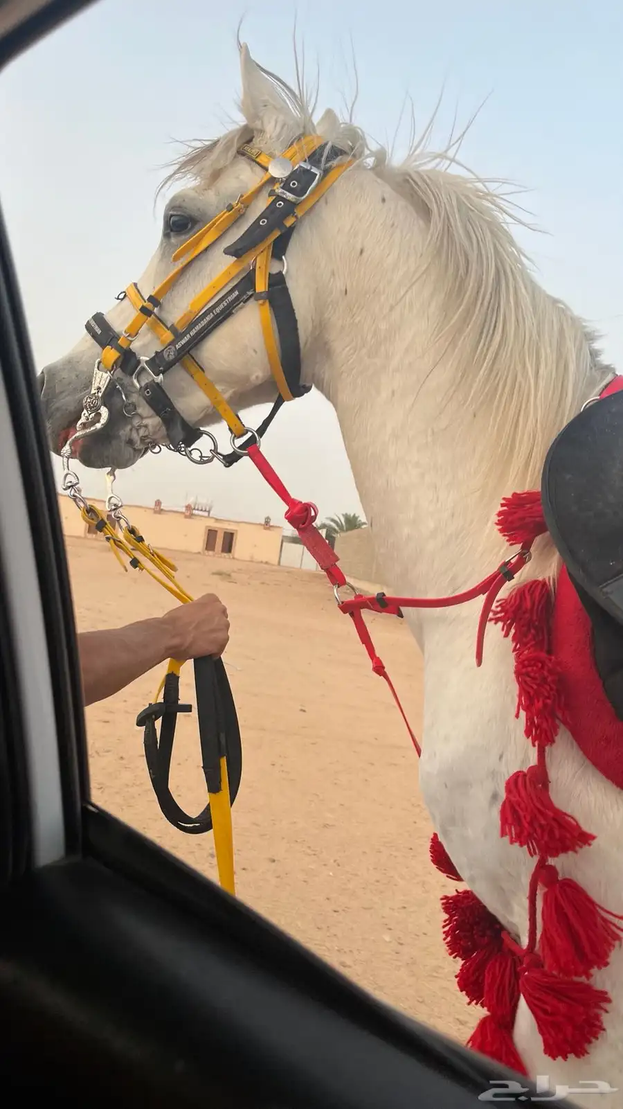 خيل فحل 2