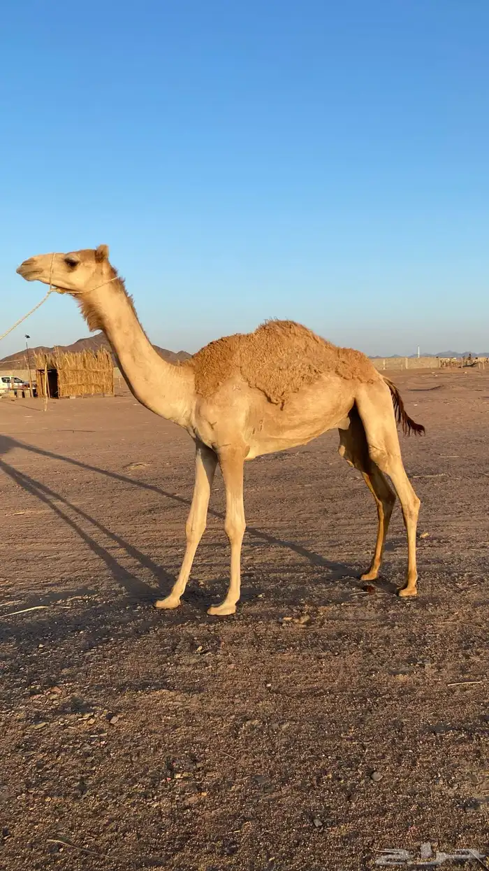 قعود حر للبيع 0