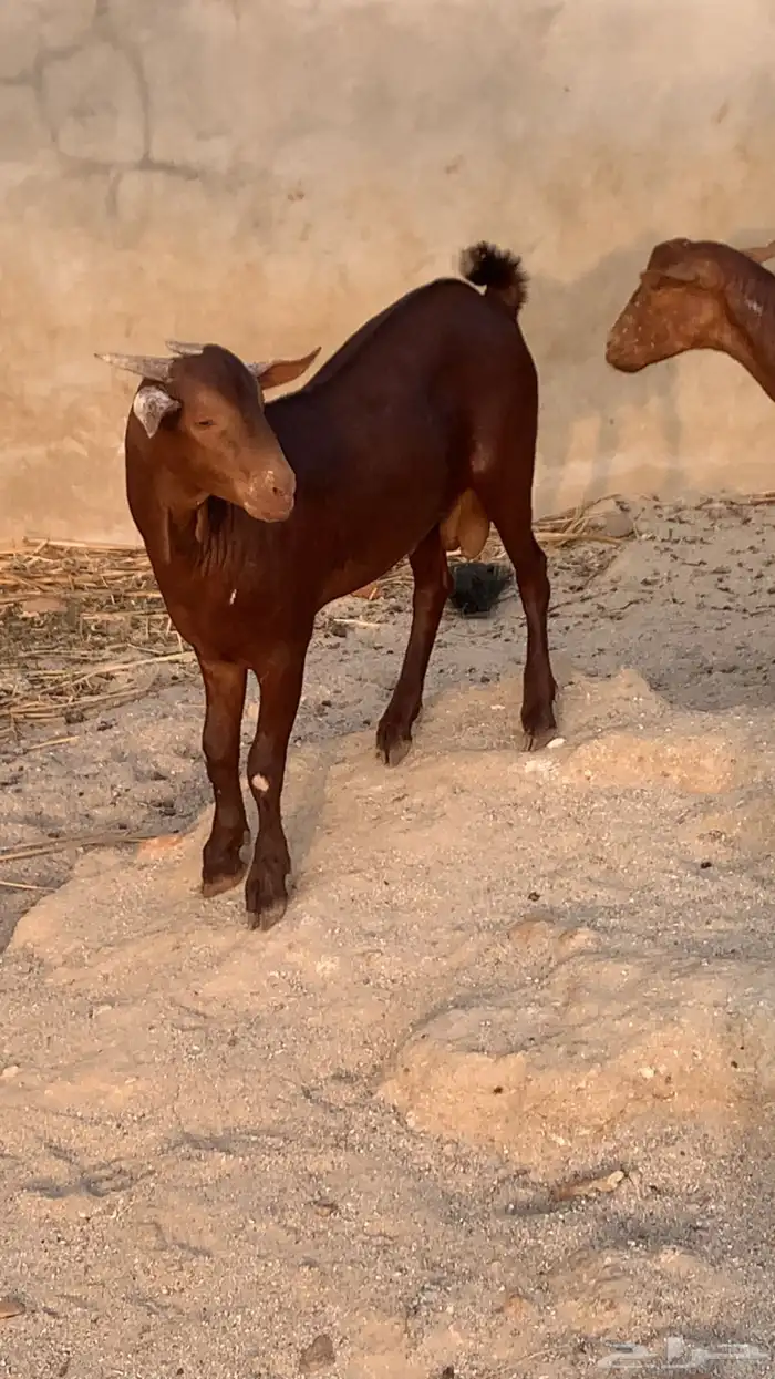 مشروع فحل العمر ثلاثه شهور ونصف 5