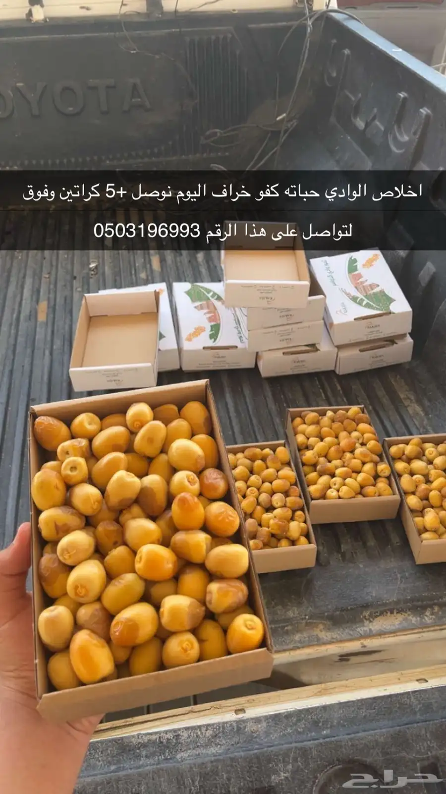 رطب اخلاص وادي كفو 0