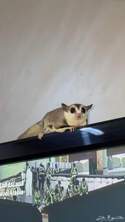سنجاب شوقر قلايدر 2