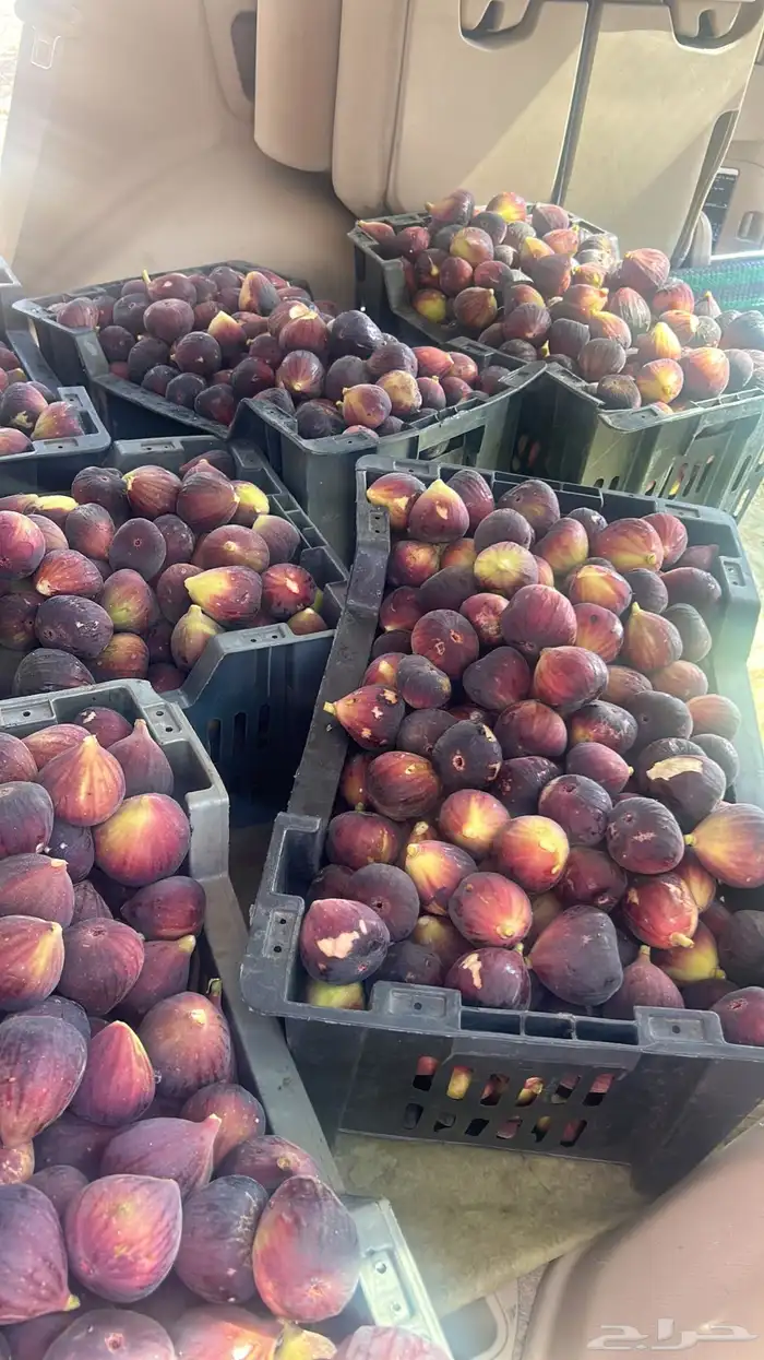 تين بروان احمر قطف اليوم من المزرعه خالي من الكيماوي 0