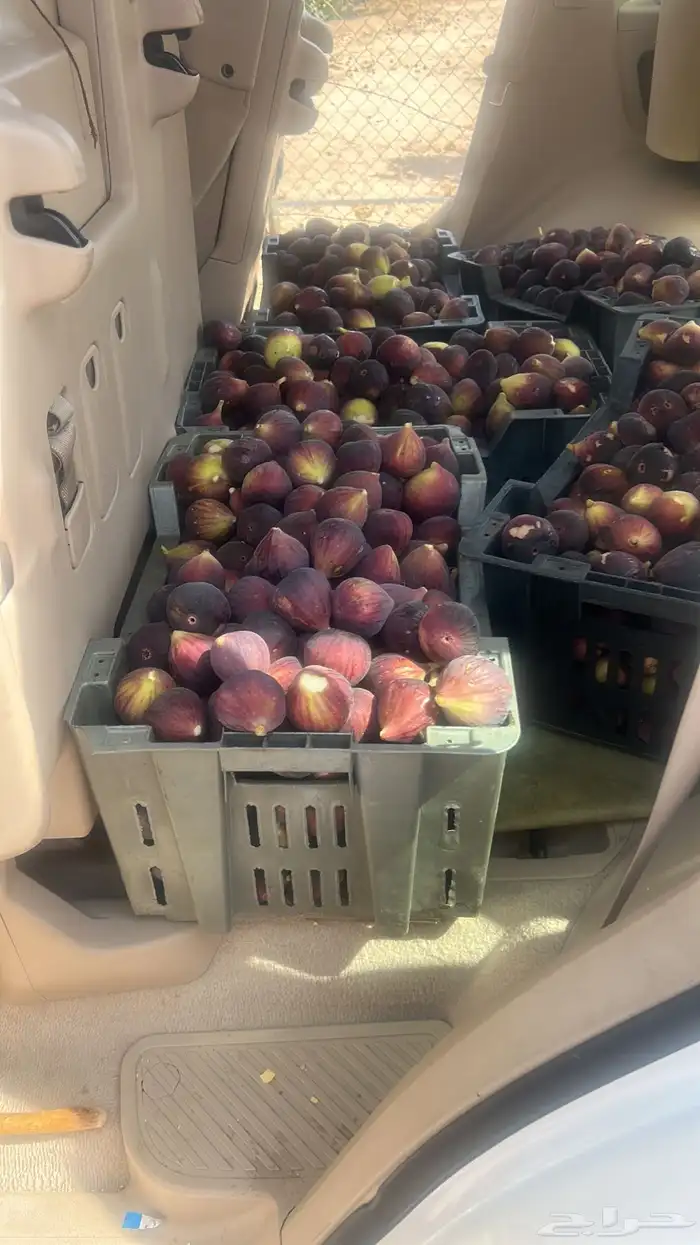 تين بروان احمر قطف اليوم من المزرعه خالي من الكيماوي 1