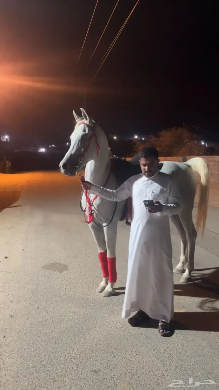 استعراض فعاليات خيول عربيه اصيله 1