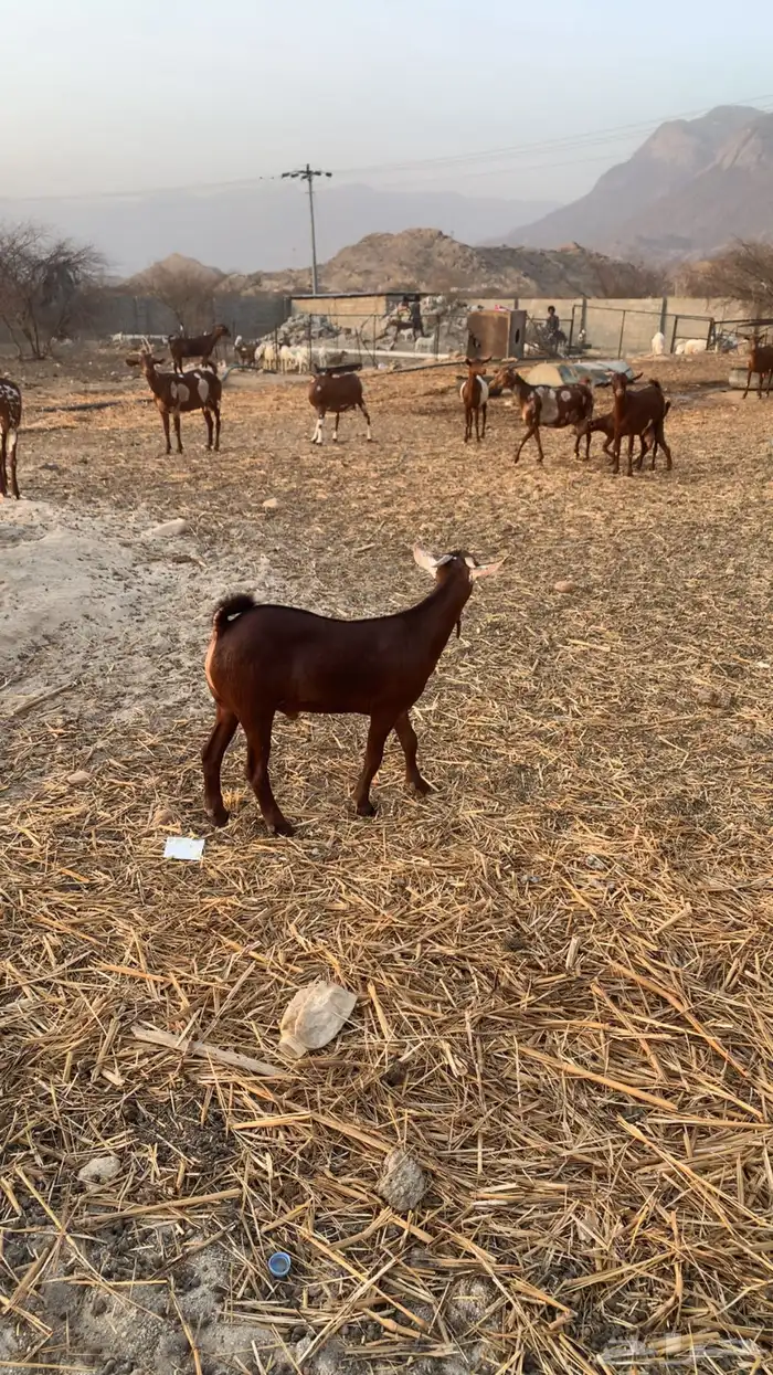مشروع فحل العمر ثلاثه شهور ونصف 1