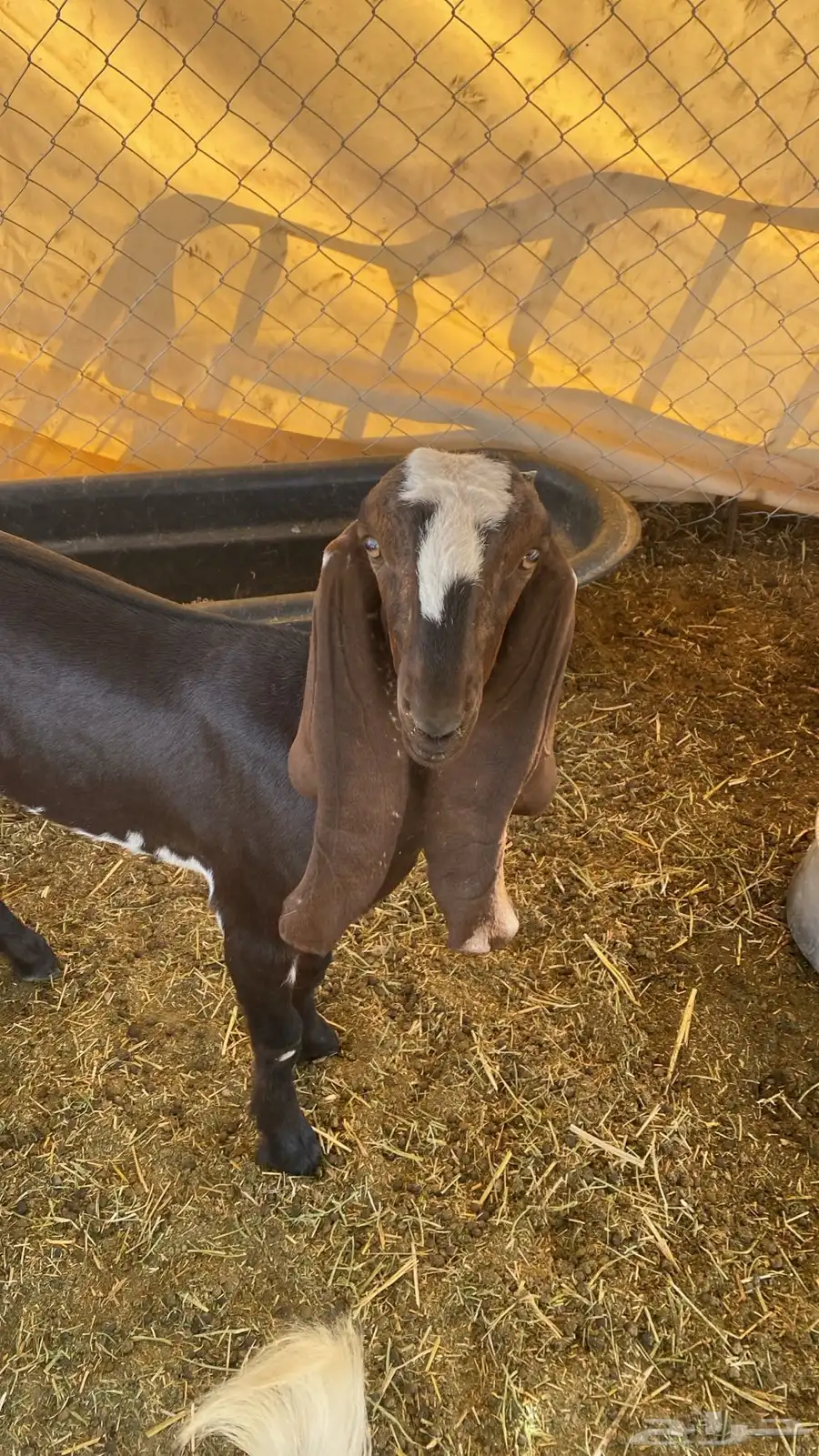 جفره عمر ثلاث شهور 2