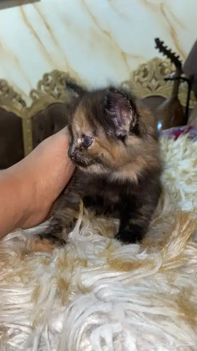 البيع قطه سيرازي العمر شهر و نص 2