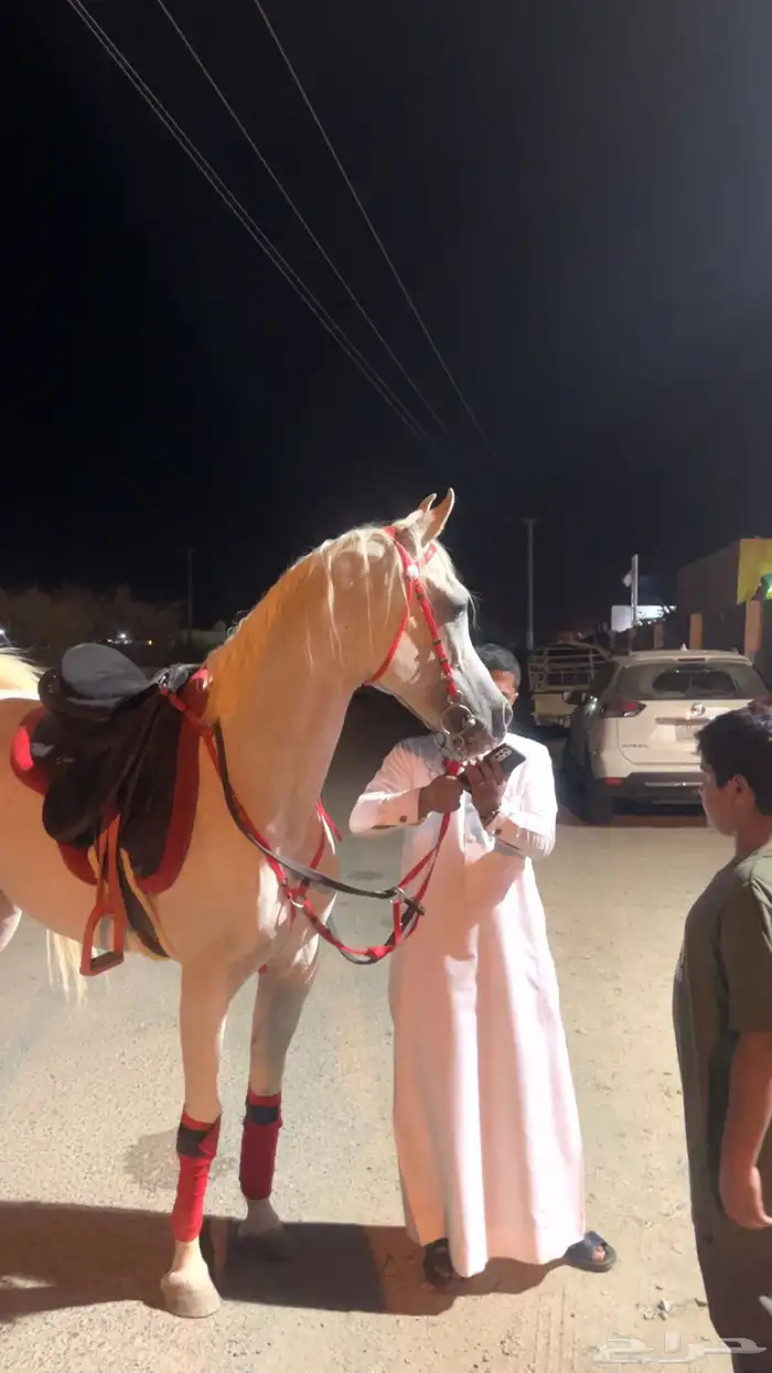 استعراض فعاليات خيول عربيه اصيله 2