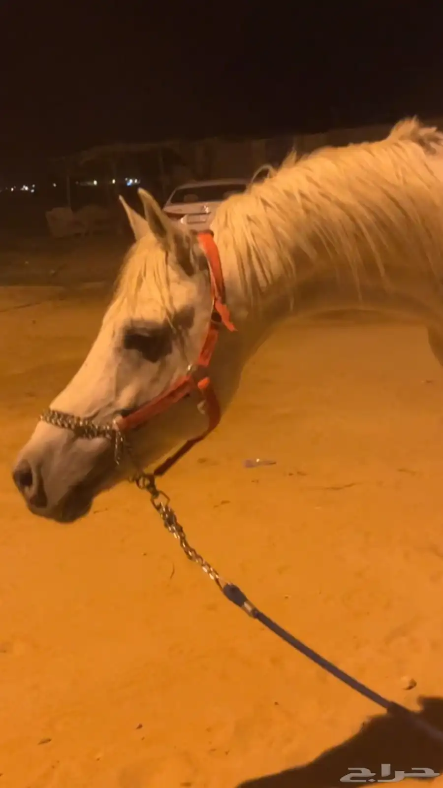 خيل فحل 0