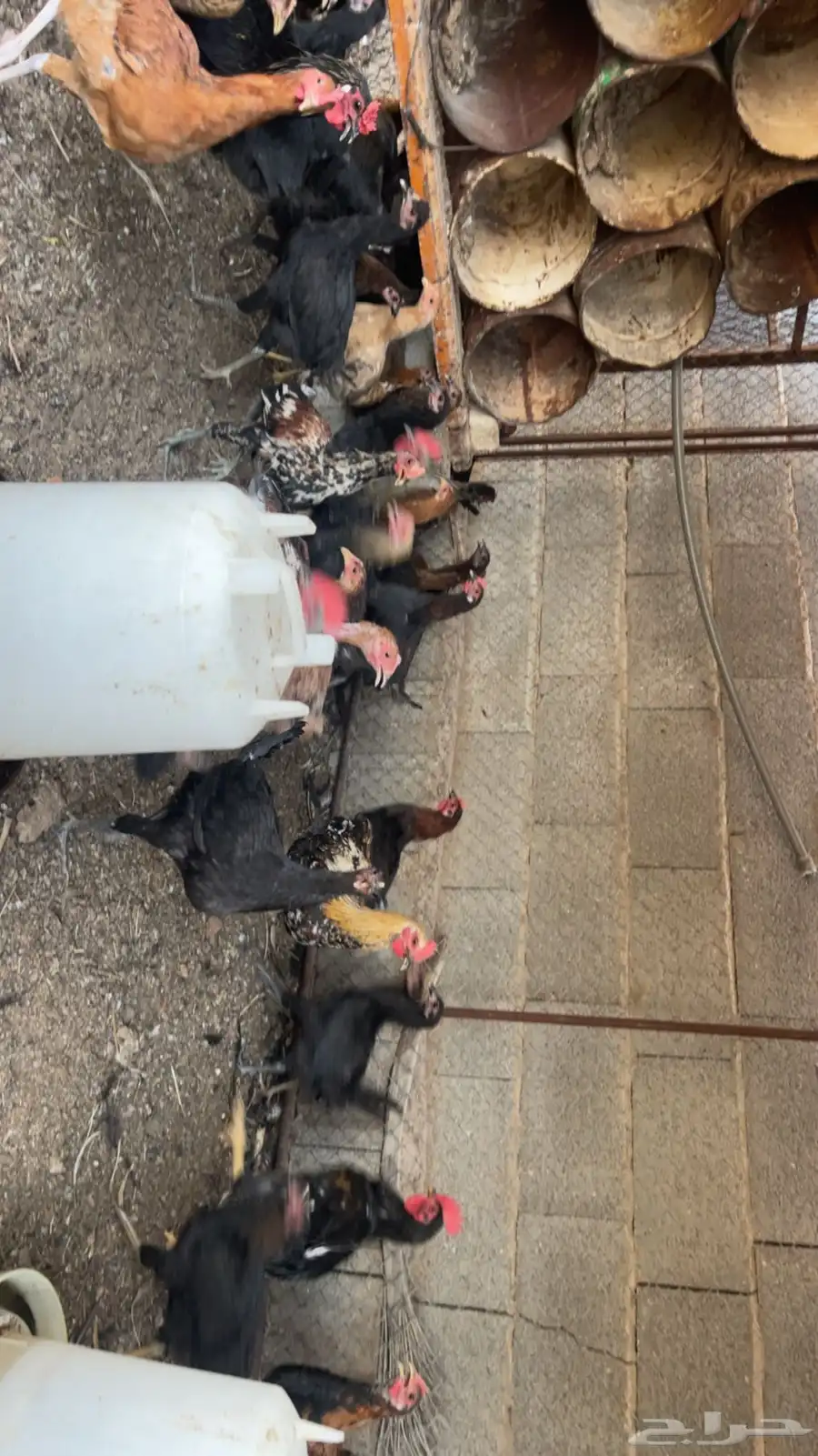 دجاج بلدي 2