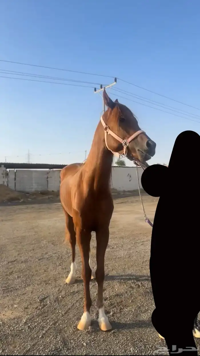 حصان للبيع 0