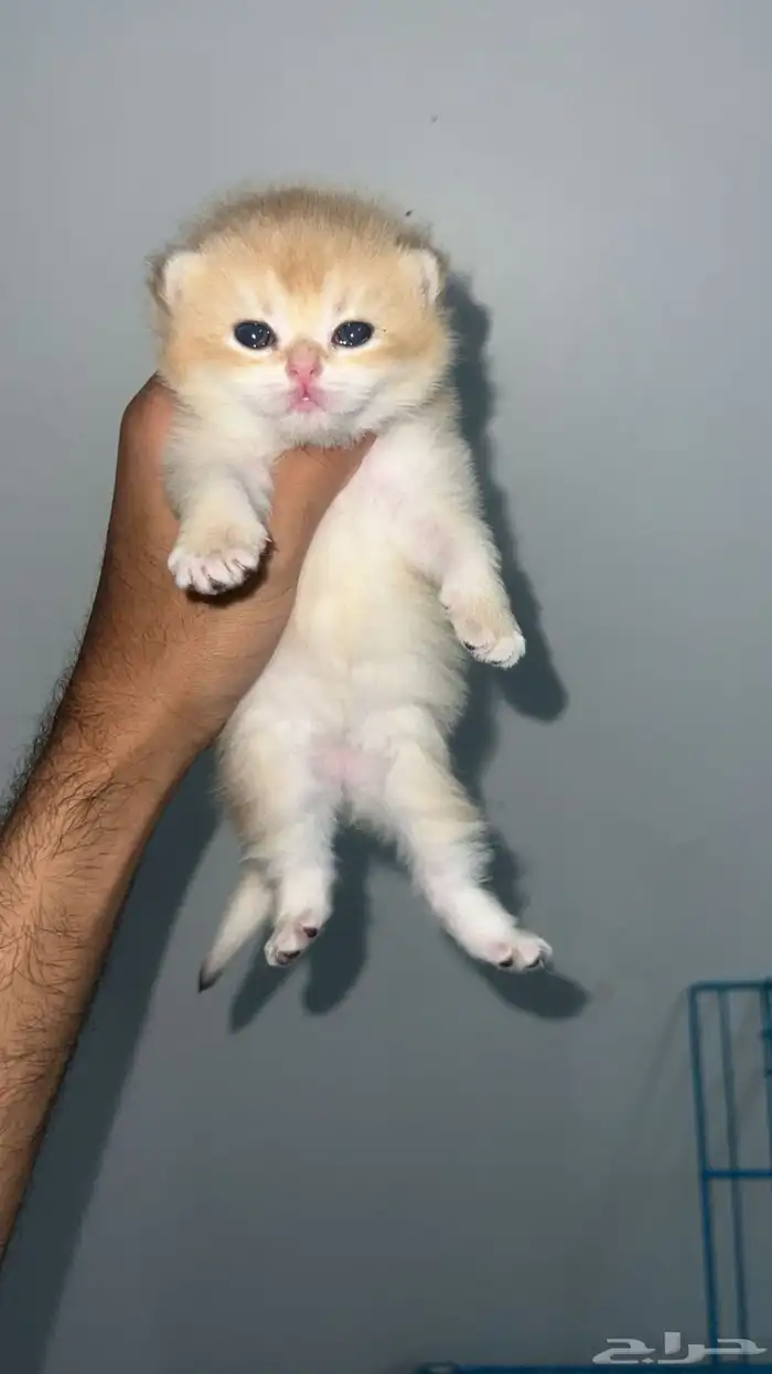 انثى سكوتش فولدNy11 تم البيع 2