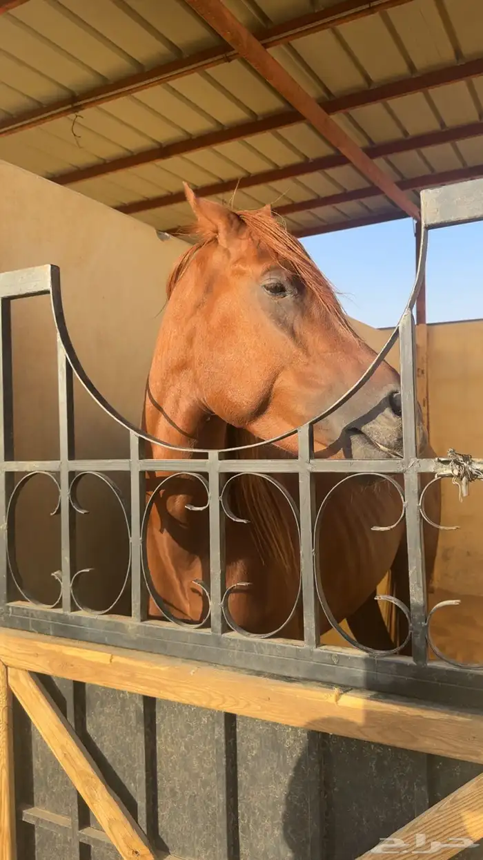 حصان للبيع 2