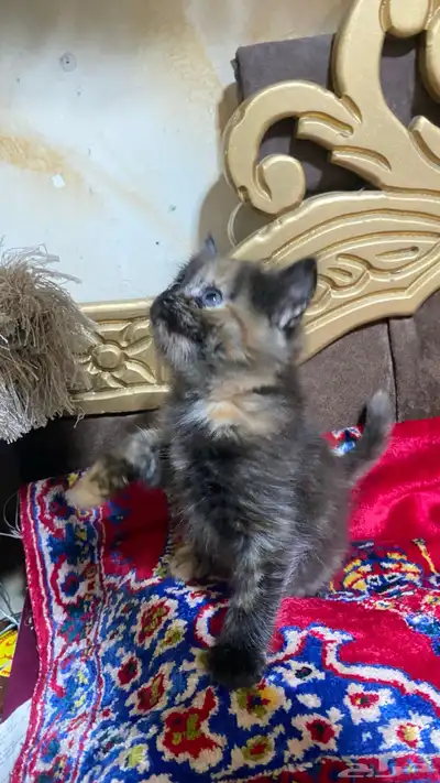 البيع قطه سيرازي العمر شهر و نص 1