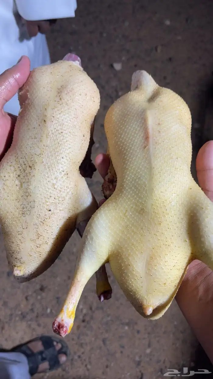 بط بكيني ع 30 3