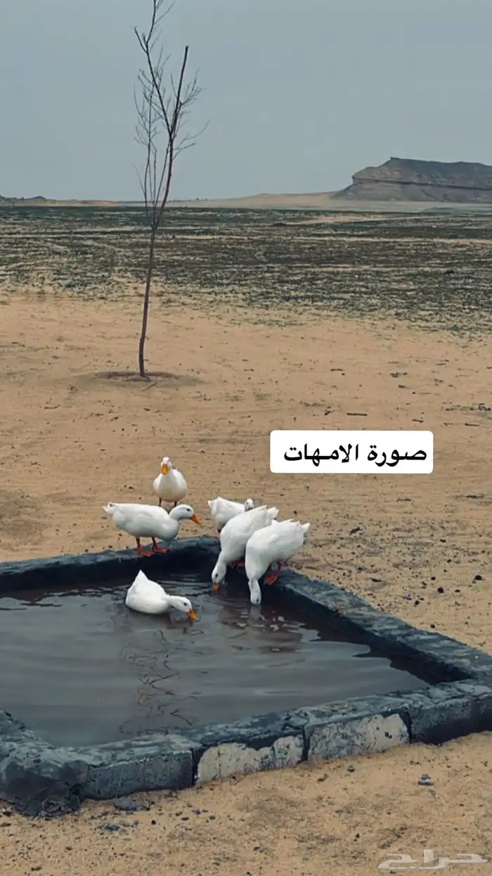 فروخ بط بكيني 0